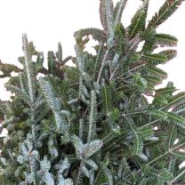 Balsam Boughs