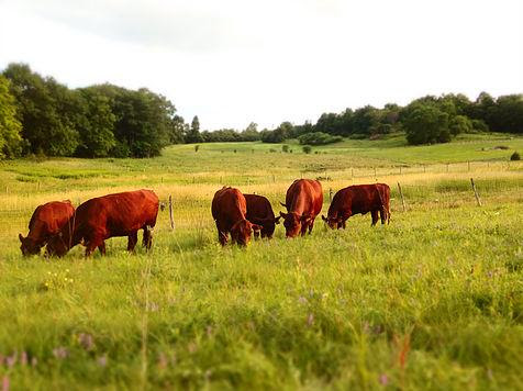 5 Interesting Things at Trade Winds Farm